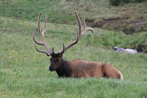 A brown elk grazing in a green meadow at Rocky Mountain National Park during daytime