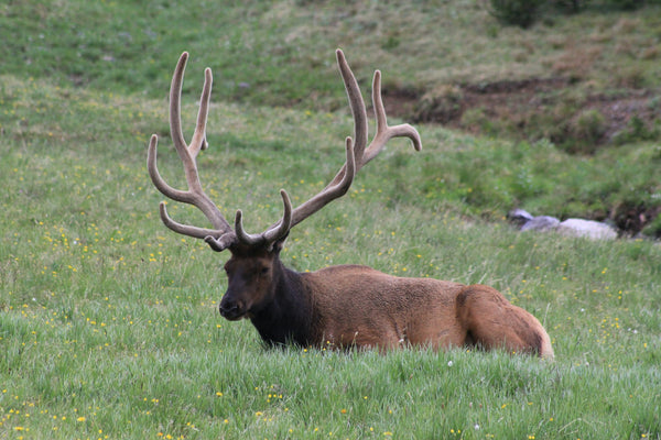 A brown elk grazing in a green meadow at Rocky Mountain National Park during daytime