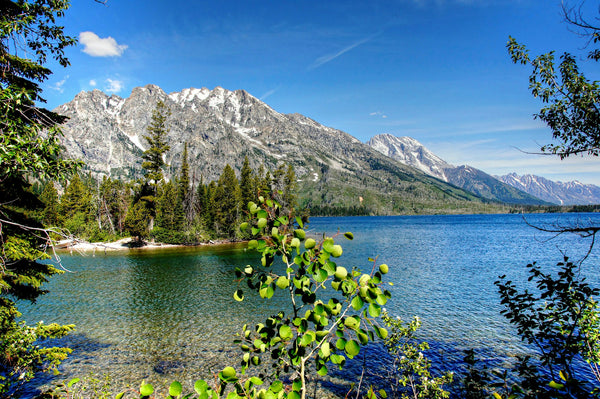 Jenny Lake surrounded by evergreen trees beneath the Teton Range under a blue sky, Grand Teton National Park, Wyoming
